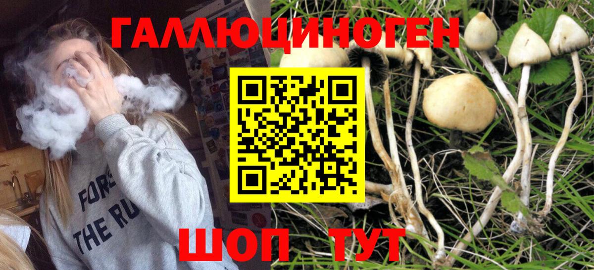 Псилоцибиновые грибы Psilocybe  Вход с VPN  Курск 
